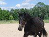 stallion Nonstop (German Riding Pony, 2008, from Nantan)