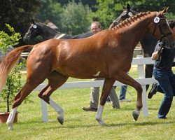 broodmare Chiara 252 (Westphalian, 2006, from Curd)