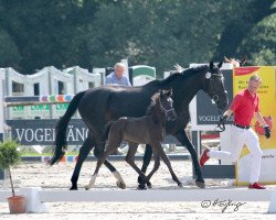 broodmare Contara R (Württemberger, 2004, from Contendro I)