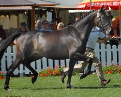 broodmare Dancing Queen 128 (Westphalian, 2006, from Dancing Dynamite)