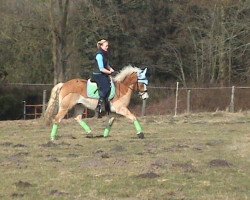 dressage horse Sambucco (Haflinger, 2005, from St.Anton)