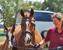 dressage horse Vita Aktiva NF (German Sport Horse, 2022, from DSP VA Bene)