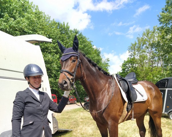 dressage horse Skamanda (Hanoverian, 2017, from San Amour I)