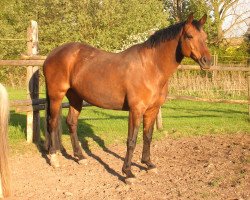 broodmare Cimba 8 (Holsteiner, 1996, from Coronado I)