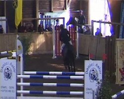 Springpferd Harrison 5 (Hessisches Warmblut, 1999, von Heraldik xx)