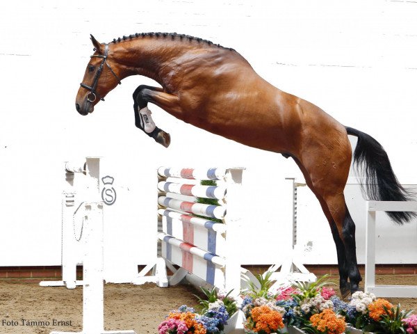 stallion Balturo Fromecs (Holsteiner, 2008, from Baloubet du Rouet)