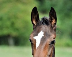 dressage horse Seganto (Westphalian, 2022, from Secret Game)