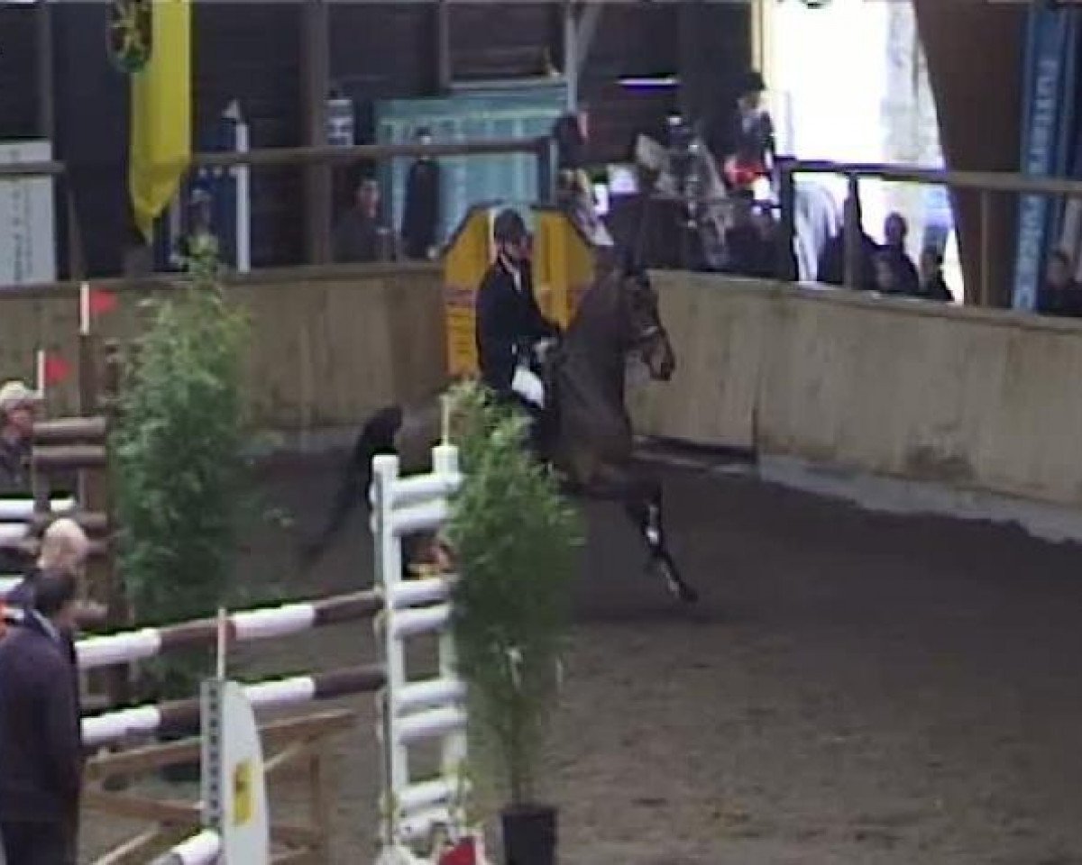 Pferd Cliff 38 (Deutsches Reitpferd, 1998, von Contra A)