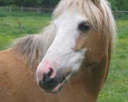 Zuchtstute Happy Tin Halloween (Welsh Pony (Sek.B), 1999, von Weston Regent)