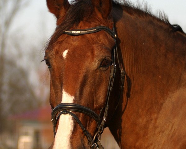 horse Gerrit (Alt-Oldenburger / Ostfriesen, 1994, from Geronimo)