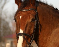 horse Gerrit (Alt-Oldenburger / Ostfriesen, 1994, from Geronimo)