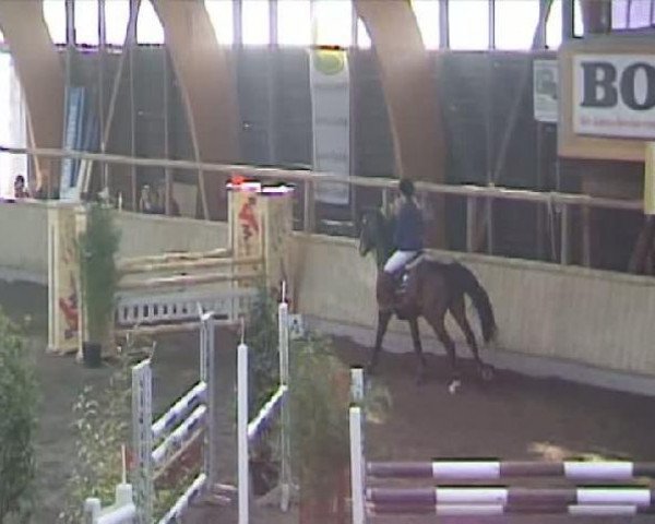 Springpferd Balox (Oldenburger, 2006, von Balou du Rouet)