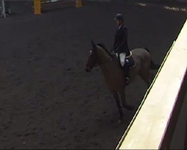Springpferd Cinthino (Holsteiner, 1998, von Cassini I)