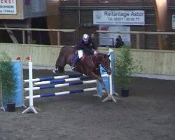 jumper Action Jack 2 (KWPN (Royal Dutch Sporthorse), 2005, from Guidam)