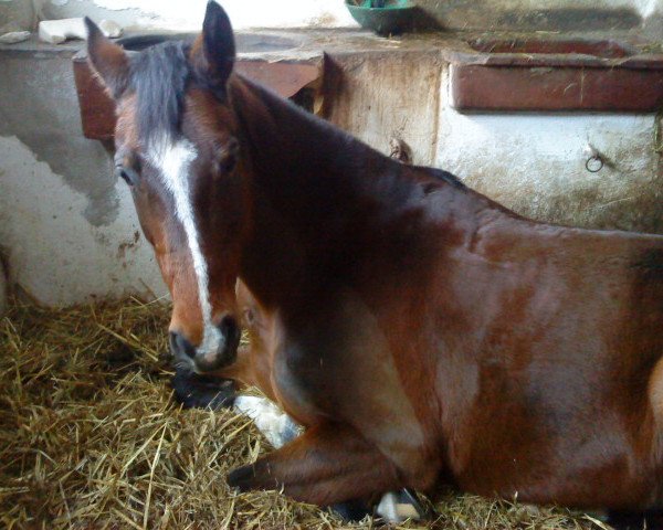 dressage horse Penelope 307 (Oldenburg, 1997, from Placido)