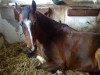 dressage horse Penelope 307 (Oldenburg, 1997, from Placido)