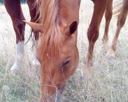 horse Chayenne (KWPN (Royal Dutch Sporthorse), 2005, from Champ)