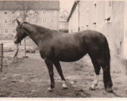 broodmare Troedelei H 21935 (Brandenburg, 1968, from Drusus 2482)