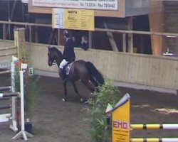 jumper Baby Lea (Oldenburg show jumper, 2004, from Chicago Z)