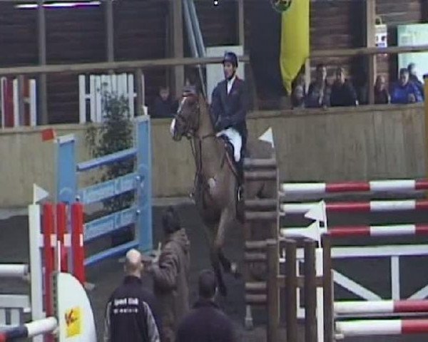Springpferd Truman 7 (KWPN (Niederländisches Warmblut), 2000, von Indorado)