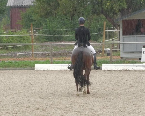 Reitturnier Köngen 2022