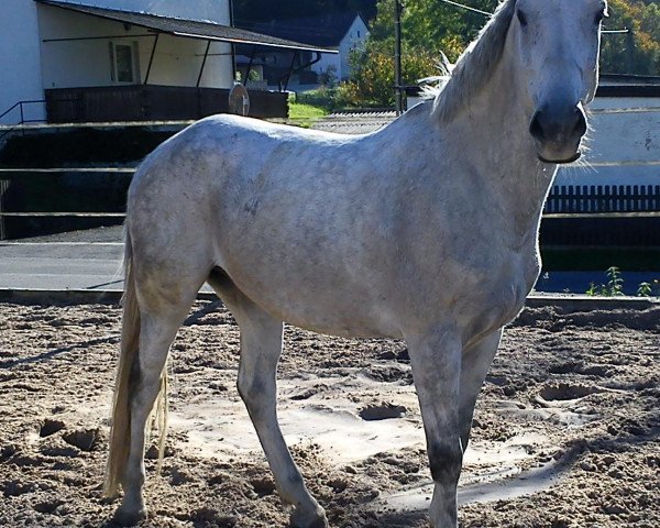 Pferd Asti-Bavaria (Bayer, 2003, von Asterix Bavaria)