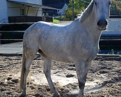 horse Asti-Bavaria (Bavarian, 2003, from Asterix Bavaria)