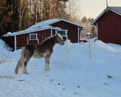 broodmare Amely (Haflinger, 1991, from Andermatt)