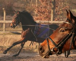 jumper Kaskada Dream (Oldenburg, 2008, from K3 Noir)