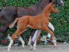 dressage horse Rothschild (Westphalian, 2011, from Glock's Romanov)