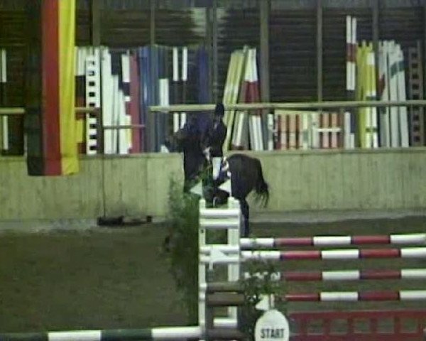 Springpferd Indoctra (Koninklijk Warmbloed Paardenstamboek Nederland (KWPN), 1996, von Indoctro)