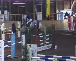 jumper Casino Royale (Oldenburg show jumper, 2005, from Calato)