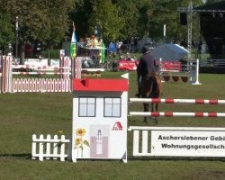 jumper Ailton 7 (German Sport Horse, 2003, from Al Cantino)