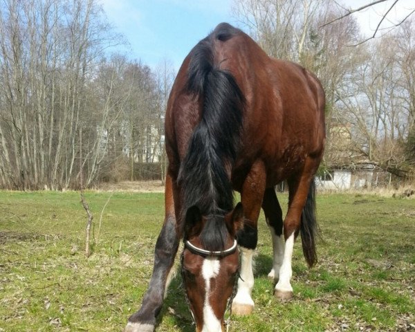 Pferd Louis (Schweres Warmblut, 1996, von Laurin)