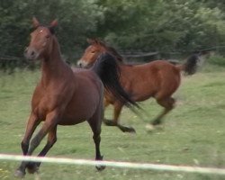 broodmare Mojana (German Riding Pony, 1995, from Mojaahid ox)