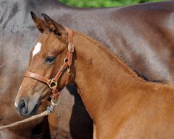 dressage horse Dubedout (Bavarian, 2008, from Diamonit I)