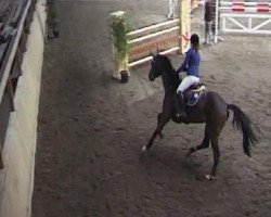 jumper Corall 18 (Hanoverian, 2005, from Contendro I)