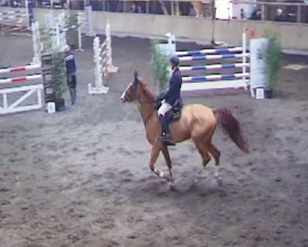Pferd Grischan 7 (Hannoveraner, 1999, von Grand Cru)