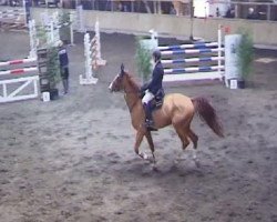 horse Grischan 7 (Hanoverian, 1999, from Grand Cru)