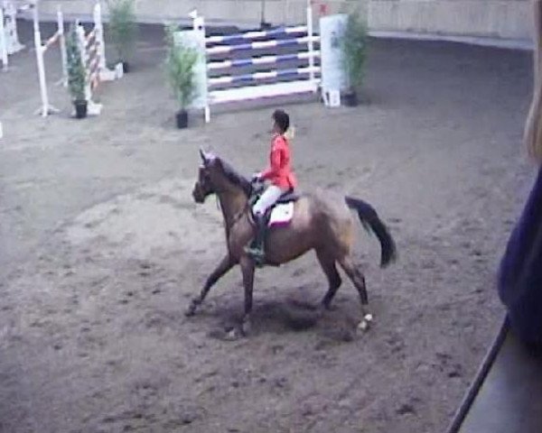 Springpferd Leoni P (Württemberger, 2000, von Le Champion)