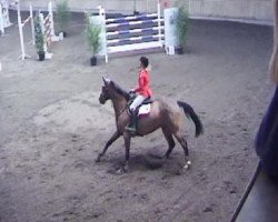 jumper Leoni P (Württemberger, 2000, from Le Champion)