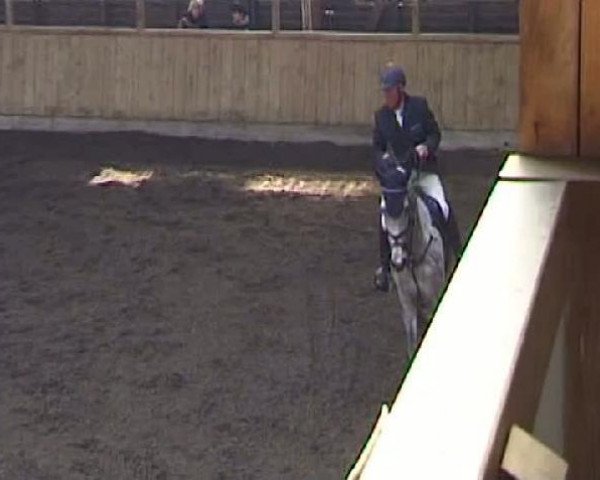 Springpferd Kim (Deutsches Sportpferd, 2004, von Kaiserwind)