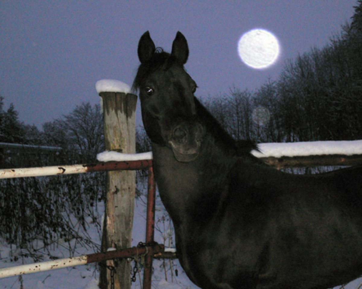 stallion Beautyful Stallion (Welsh, 1989, from Boomer)