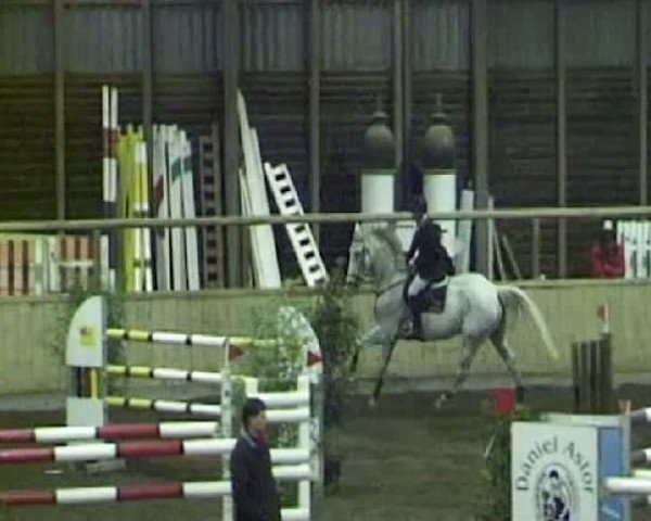 jumper Rival's Calvado (Westphalian, 2003, from Lamerto H)