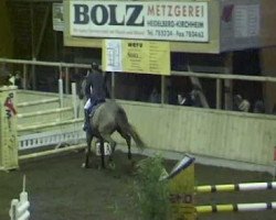 Springpferd Truman 7 (KWPN (Niederländisches Warmblut), 2000, von Indorado)