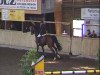 broodmare Matana (Oldenburg show jumper, 2004, from Balou du Rouet)