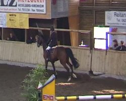 broodmare Matana (Oldenburg show jumper, 2004, from Balou du Rouet)