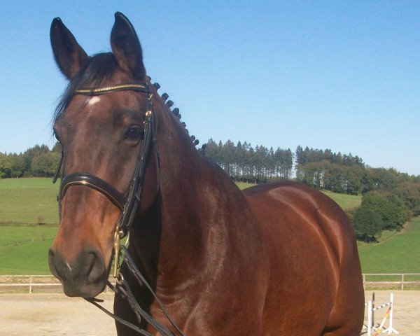 Pferd Prindisy (Westfale, 2000, von Pageno)