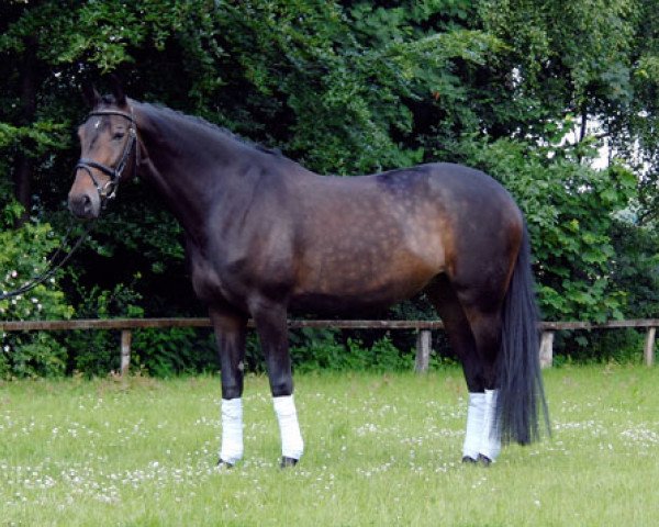 horse Ulanka RR (Westphalian, 1999, from Upan la Jarthe AA)