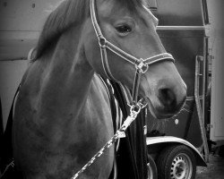 dressage horse Pialena (Westphalian, 1998, from Pik Labionics)